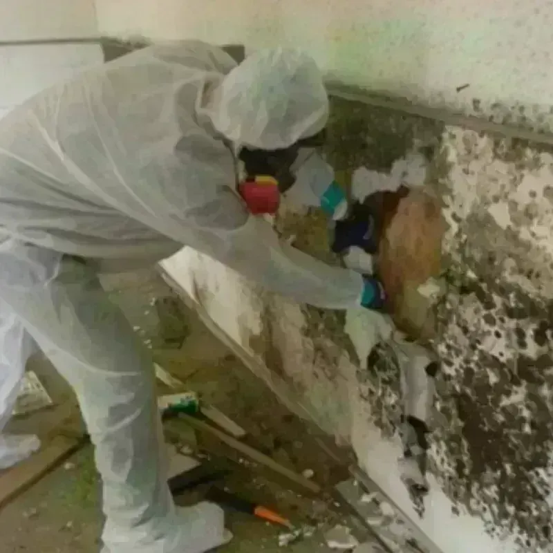 Mold Remediation and Removal in Burnsville, NC